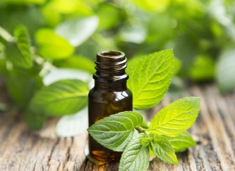 تصویر 1 از خرید و قیمت عرق نعناع سنتی درجه ۱ + فروش عمده
